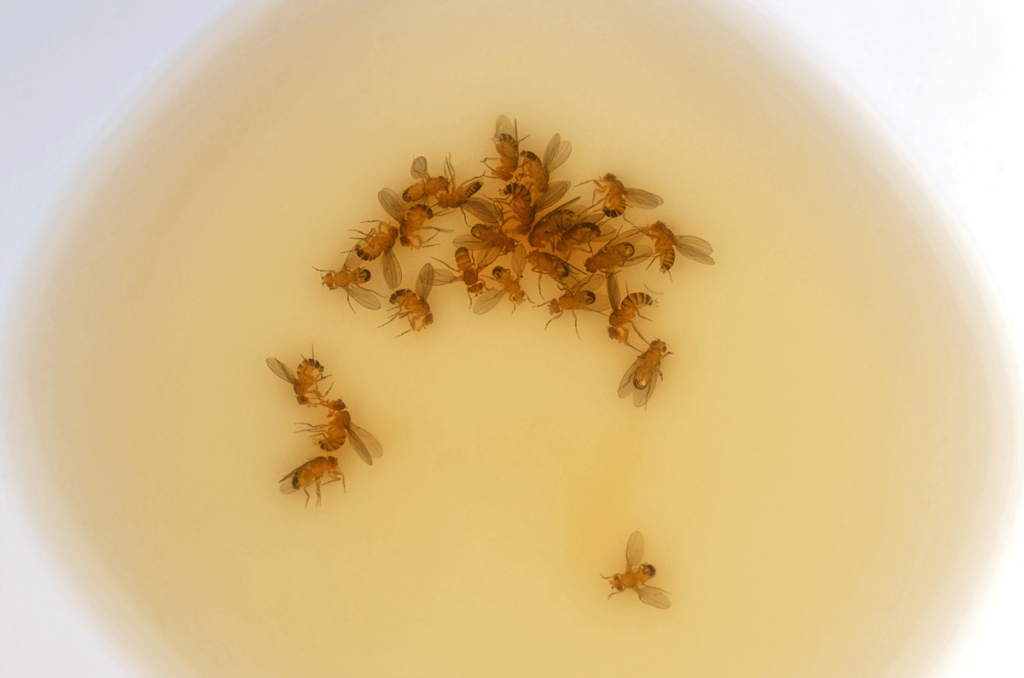 How to Get Rid of Fruit Flies in the Bathroom