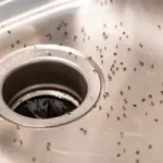 how-to-get-rid-of-fruit-flies-in-the-bathroom